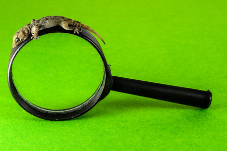 A lizard is on top of a magnifying glass. The lizard is brown and has a long tailの写真素材