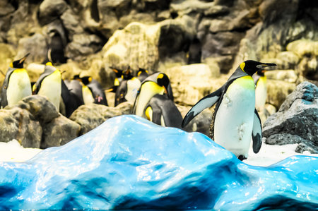 A group of penguins are standing on a blue rock near a body of water. The penguins are in a zoo exhibit, and the blue rock is part of the exhibit's designの写真素材