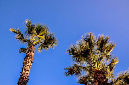 Two palm trees are standing tall in the sky, with the sun shining brightly on them. The sky is clear and blue, creating a peaceful and serene atmosphereの写真素材