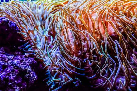A colorful coral reef with a variety of plants and sea creatures. The colors are vibrant and the scene is livelyの写真素材
