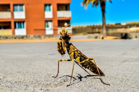 A large brown bug is standing on a sidewalk in front of a building. The bug has a long body.の写真素材