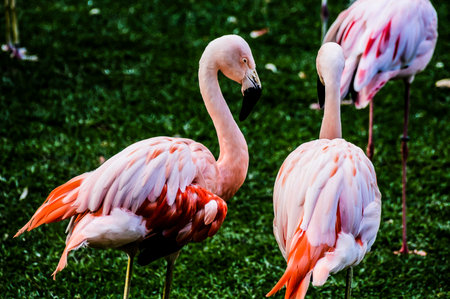 Three flamingos standing on a green field. The birds are pink and white. The image has a peaceful and serene moodの写真素材