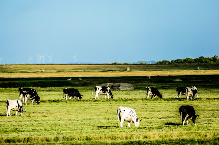 A herd of cows are grazing in a field. The cows are black and white and are spread out across the field. The sky is blue and there are no clouds in the skyの写真素材