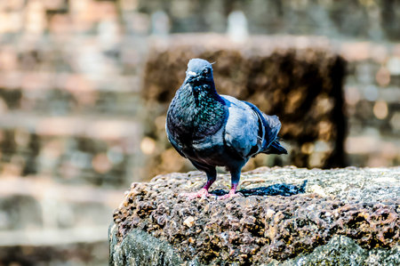 A pigeon is standing on a rock. The bird is looking at the camera. The image has a calm and peaceful moodの写真素材