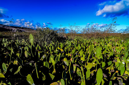 Cactus Texture Backgroundの写真素材