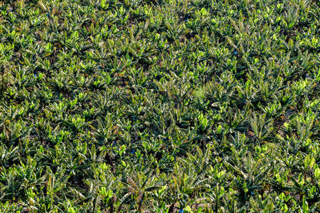 A field of green grass with a few brown spotsの写真素材