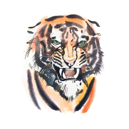 Watercolor drawing of angry looking tiger. Animal portrait on white backgroundの写真素材