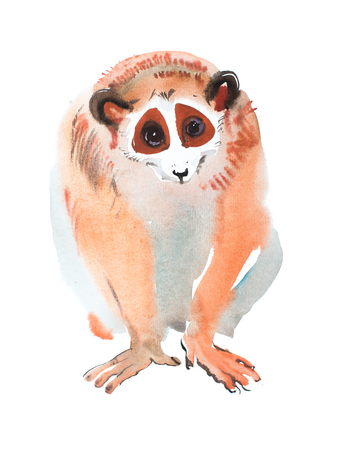 hand-drawn red-haired sitting looking lemur watercolor painting, aquarelle image of exotic furry animal.の写真素材