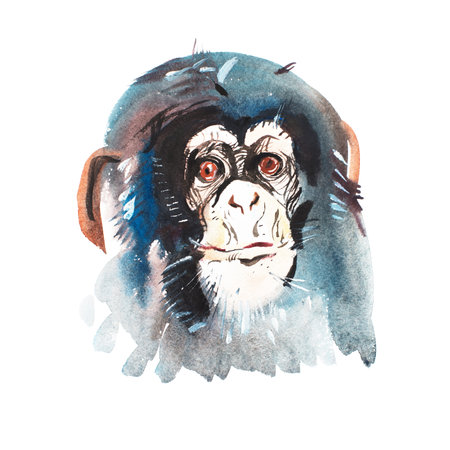Watercolor portrait of grey furry monkey. Aquarelle drawing 2016 symbol.