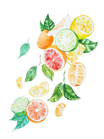 Hand-painted illustration of citrus mix with leaves drawn with watercolour on white paperの写真素材