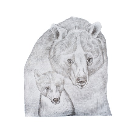 Portrait of realistic grey mother bear and cub hand-drawnの写真素材