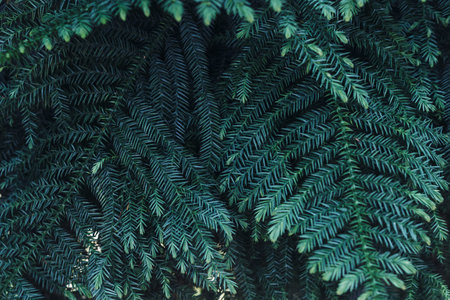Green leaves background. Natural tropical background nature forest jungle foliage