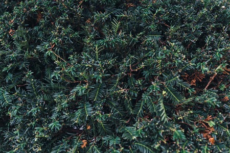 Green leaves background. Natural tropical background nature forest jungle foliage.の写真素材