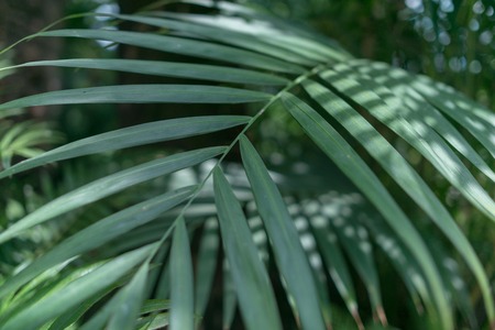 Green leaves background. Natural tropical background nature forest jungle foliage.の写真素材