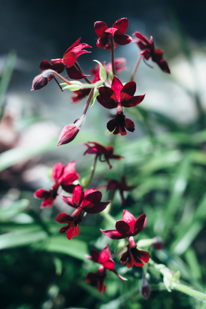 Summer blossom background. Nature scene with blooming flowers, spring flowers, beautiful orchard.の写真素材