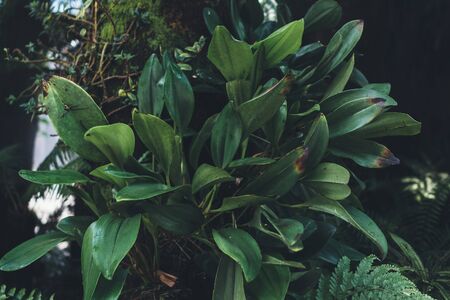 Green leaves background. Natural tropical background nature forest jungle foliage.の写真素材