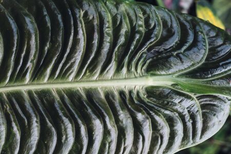 Summer blossom background. Nature scene with blooming flowers, spring flowers, beautiful orchard.の写真素材