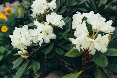 Shrub with flowers blooming in the forestの写真素材