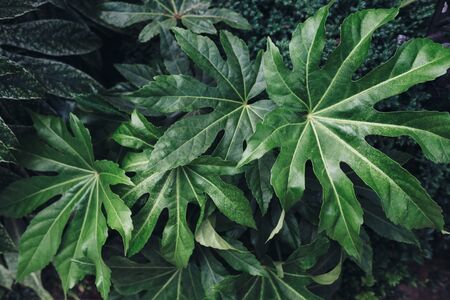 Green leaves background. Natural tropical background nature forest jungle foliageの写真素材