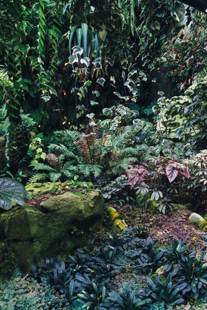 Green leaves background. Natural tropical background nature forest jungle foliage