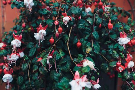 Green leaves background. Natural tropical background nature forest jungle foliage.の写真素材