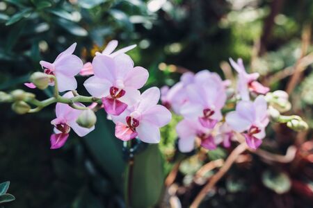 Pink orhid beautiful blooming flower. Natural tropical background nature forest jungle foliage.の写真素材
