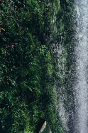 Waterfall, Green leaves background. Natural tropical backdrop nature forest jungle foliage.の写真素材