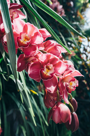 Red orchid blooming in the forest, in the wild.