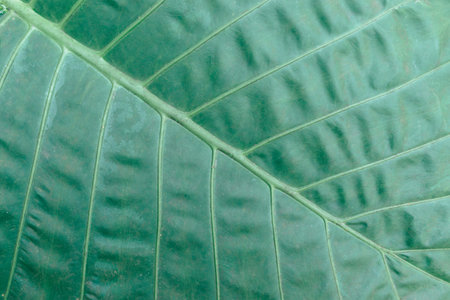 Close up of tropical green big leaf texture. Background.