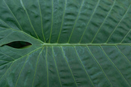 Close up of tropical green big leaf texture. Background.の写真素材
