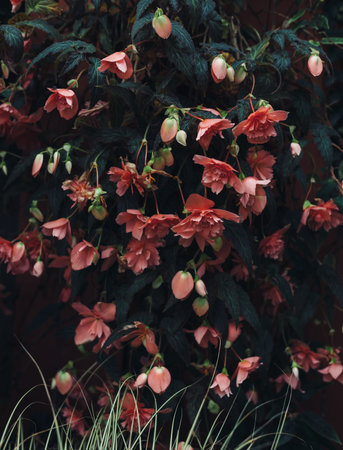 Pale pink flowers on a dark green bush. Floral background