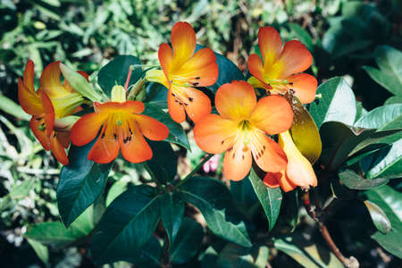 Orange flowers on a flowering bush. Plant, summer natural backgroundの写真素材