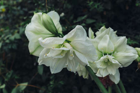 White flowers growing on a bush close up.の写真素材