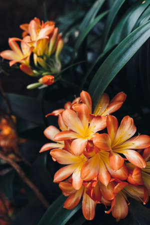 Green leaves background. Natural tropical background nature forest jungle foliageの写真素材