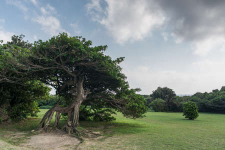 Summer day with blue sky,trees and grassの写真素材