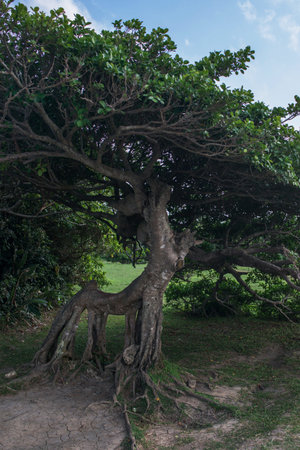 Tree with intertwining dense branches