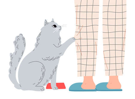 Hungry cat begs for food from his master Cat touches owners leg with paw claws pants.のイラスト素材