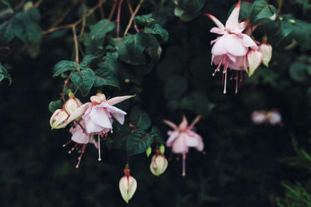 Pale pink flowers on a dark green bush. Floral backgroundの写真素材
