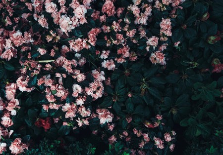 Summer blossom background. Nature scene with blooming flowers, spring flowersの写真素材