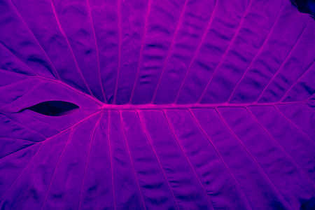 Close up of tropical green big leaf texture. Background.の写真素材