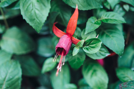 Green leaves background. Natural tropical background nature forest jungle foliageの写真素材