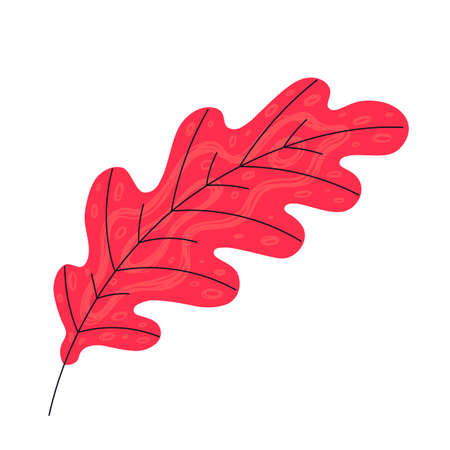 Autumn leaf on white background.のイラスト素材