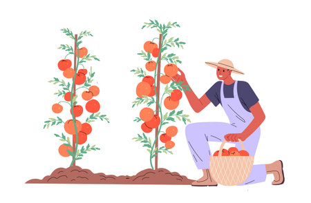 Farmer picks ripe tomatoes from bushのイラスト素材