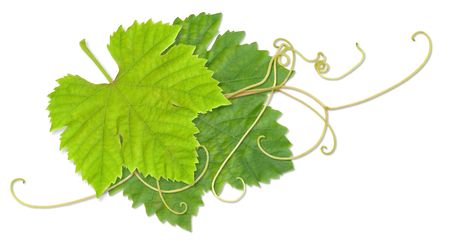 Grape leaves composite with pathの写真素材
