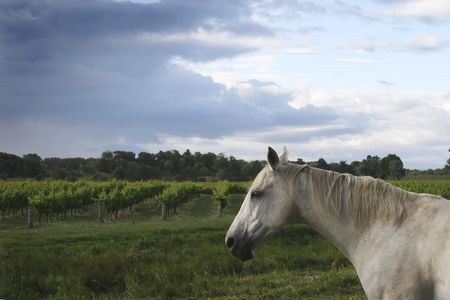 A horse stands guard over a vineyardの写真素材
