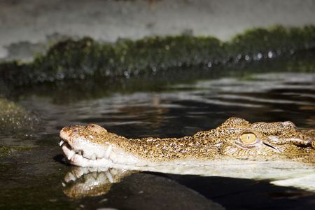 Izzy the Alligator - photographed at the National Aquarium of New Zealandの写真素材
