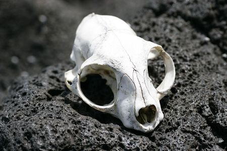An animal skull bleached by the sun on Rangitoto Island, Hauraki Gulf, New Zealand.の写真素材