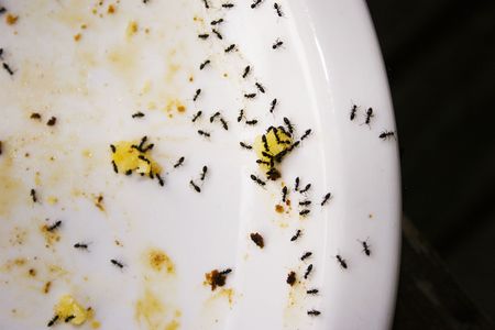 Ants on a dinner plateの写真素材