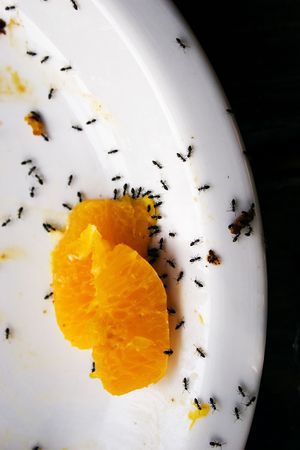 Ants on a dinner plateの写真素材