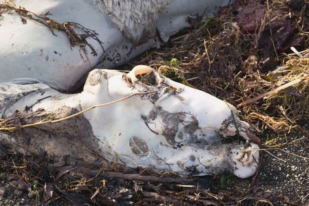 A dead sheep sunbathes on a bed of seaweed and sticks after recent floods.の写真素材